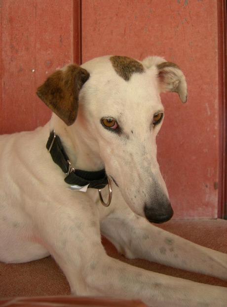 HONDINA EN ACOGIDA O ADOPCIÓN. (MADRID)