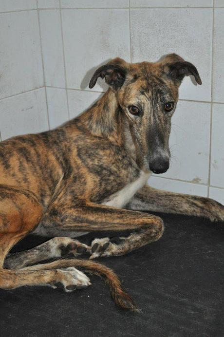 YAKO ESPERA SU SACRIFICIO EN LA PERRERA DE BADAJOZ.