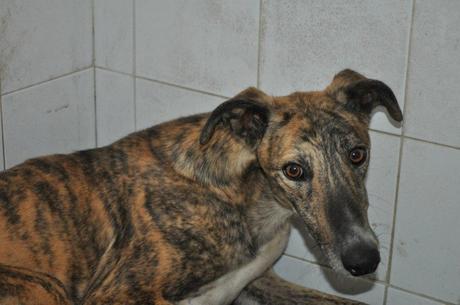 YAKO ESPERA SU SACRIFICIO EN LA PERRERA DE BADAJOZ.