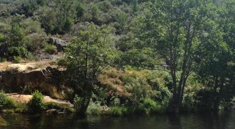 Ejemplo de bosques del mundo: Acebo, Cáceres , España