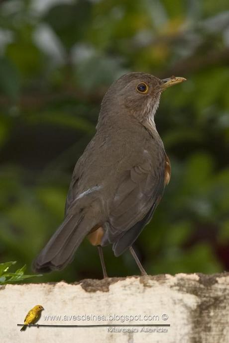 Zorzal colorado ( Rufous-bellied Thrush) Turdus rufiventris