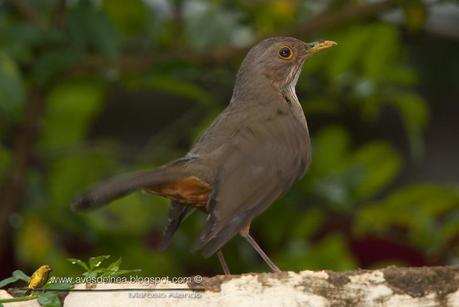 Zorzal colorado ( Rufous-bellied Thrush) Turdus rufiventris Zorzal colorado ( Rufous-bellied Thrush) Turdus rufiventris