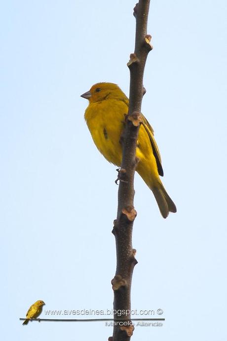 Jilguero dorado (Saffron-yellow Finch) Sicalis flaveola