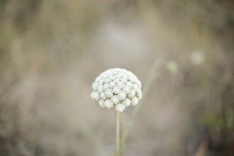 ¡La boda de los Señores Limón nos espera!