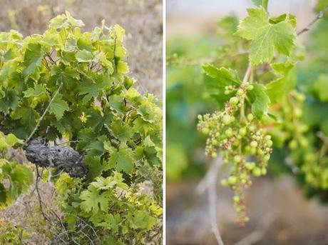 ¡La boda de los Señores Limón nos espera!