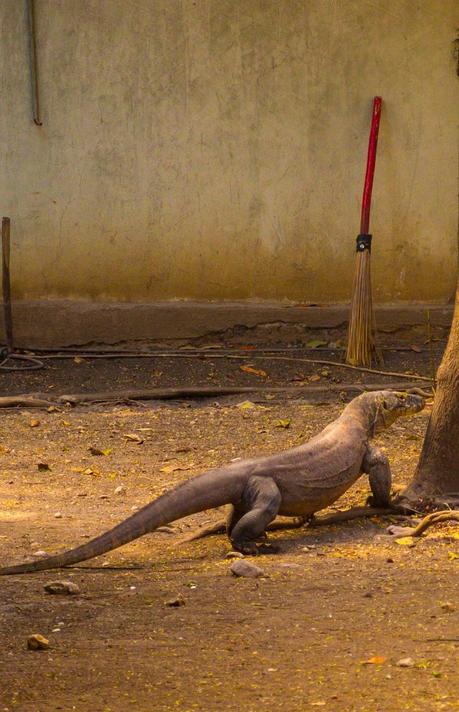 Creo que barreré más tarde. Komodo National Park, Rinca