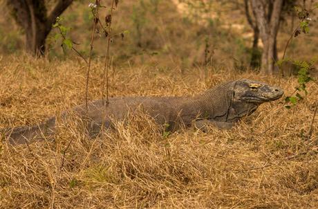 Dragón de Komodo calentándose al sol, Rinca