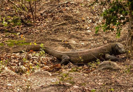 Dragón macho de los grandes (y agresivos, según nos dijeron). Komodo National Park, Rinca