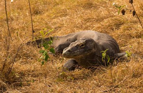 No me pienso acercar más. Komodo National Park, Rinca