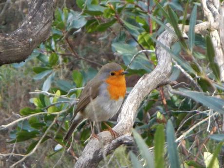 Petirrojo en el Parc de la Serralada Litoral Petirrojo en el Parc de la Serralada Litoral