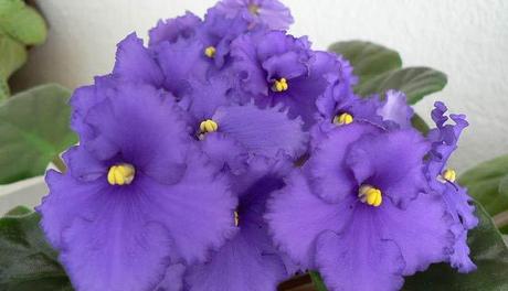 violetas africanas