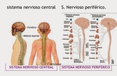 LOS 5 ALIMENTOS MAS SALUDABLES