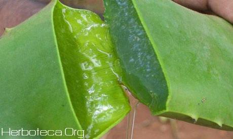 Champu de Aloe Vera