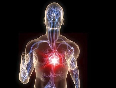 Crean un marcapasos biológico Crean un marcapasos biológico