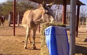 Varón argentino ingresado grave tras mantener sexo con un burro