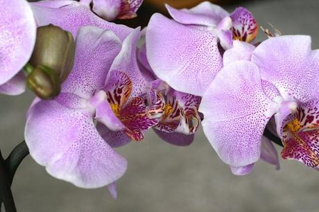 Cosas en casa orquídea_10_20140522 - Version 2