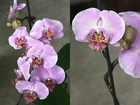 Cosas en casa Ribbet collage