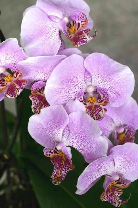 Cosas en casa orquídea_13_20140522 - Version 2