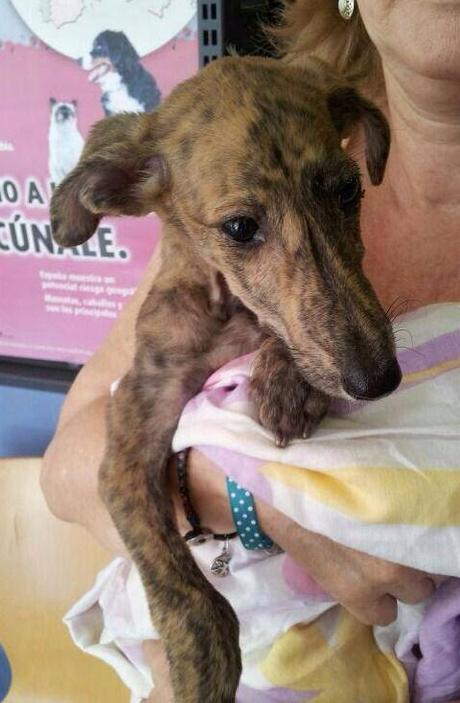 MUY URGENTE ADOPCIÓN PARA BEBE DE GALGO.