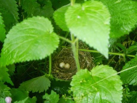 Pequeño nido entre unas matas de ortigas. Vall de Baiasca. Lleida