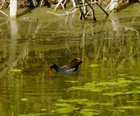 Gallinetes a escondides