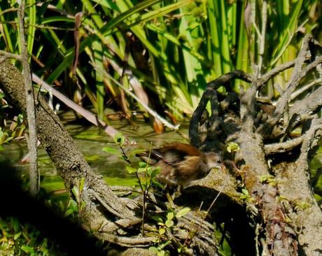 Gallinetes a escondides