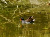 Gallinetes escondides