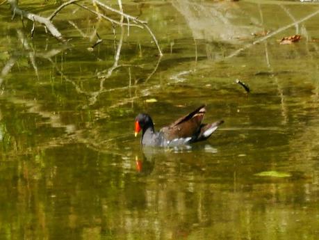 Gallinetes a escondides