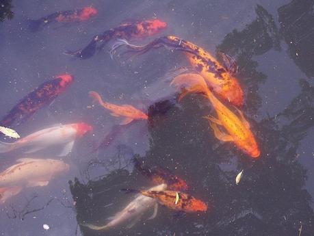 Paseo por el Jardín Japonés