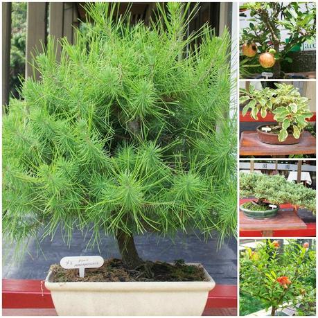 Paseo por el Jardín Japonés