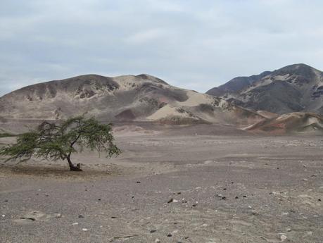 Nazca: genio y misterio en el desierto