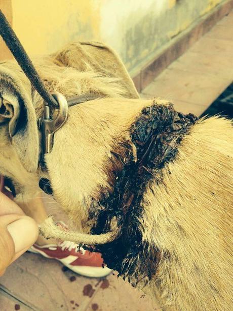 FUGA, GALGO CON ESPANTOSA HERIDA. URGEN PADRINOS Y ACOGIDA!!! (SEVILLA)