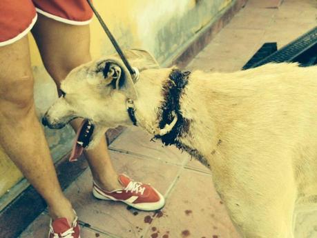 FUGA, GALGO CON ESPANTOSA HERIDA. URGEN PADRINOS Y ACOGIDA!!! (SEVILLA)