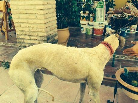 FUGA, GALGO CON ESPANTOSA HERIDA. URGEN PADRINOS Y ACOGIDA!!! (SEVILLA)