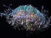 Descubierta vida secreta medusa sombrero flores