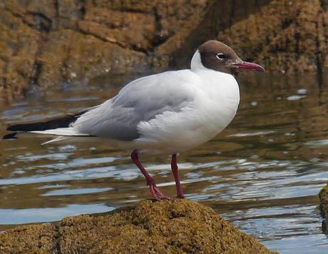 Reidoras y cabecinegras en migración
