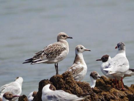 Reidoras y cabecinegras en migración