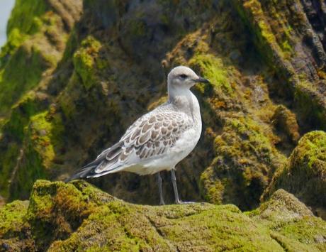 Reidoras y cabecinegras en migración