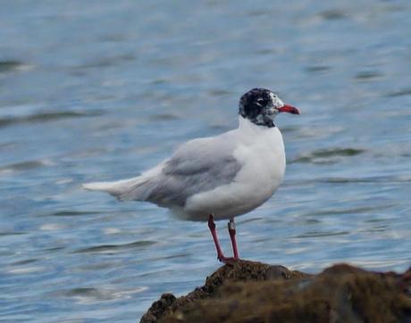 Reidoras y cabecinegras en migración