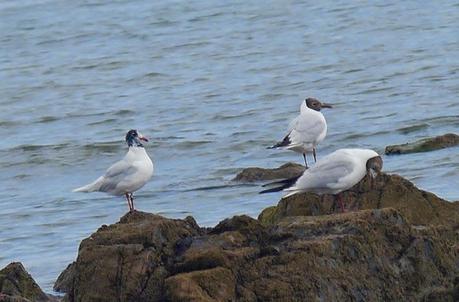 Reidoras y cabecinegras en migración