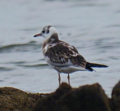 Reidoras y cabecinegras en migración