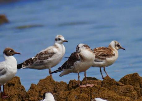 Reidoras y cabecinegras en migración