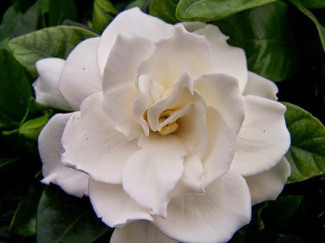 Gardenia jasminoides