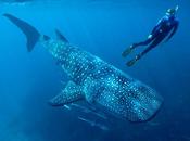Ecoturismo tiburón ballena: bueno, malo