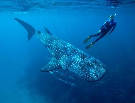 buceo con tiburón ballena