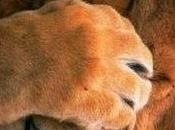 presento juiciosa Culpa