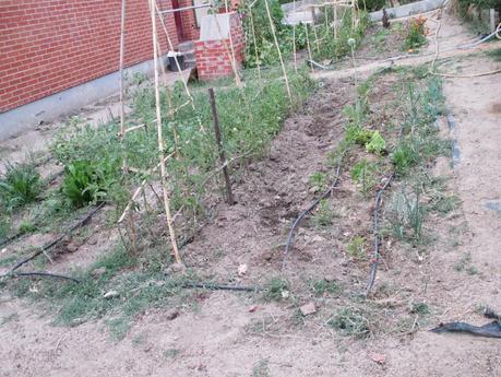 TOMATES EN EL HUERTO