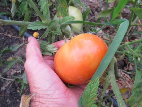 TOMATES EN EL HUERTO