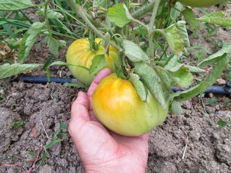TOMATES EN EL HUERTO