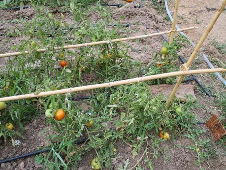 TOMATES EN EL HUERTO
